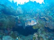 tetrodon plongée iles Bahamas